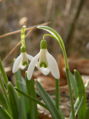 Fototapeta premium Snowdrop