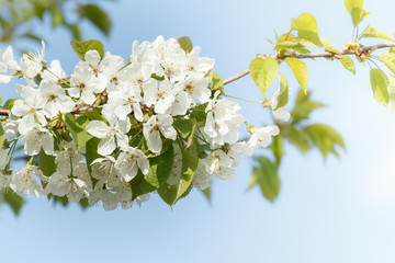 Blossoming apple garden in spring with very shallow focus