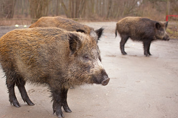 wild boars through a roadside at natural habitat