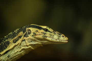 varan