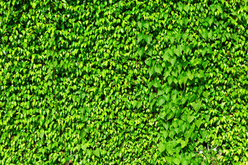 Green ivy plant on wall