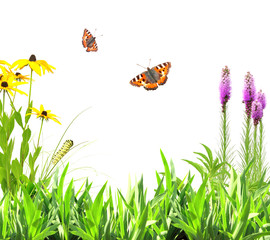 Summer flowers, green leaves and insect