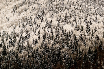alpine winter scenery