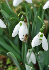 Obraz premium Blooming snowdrops with sitting bee, close-up