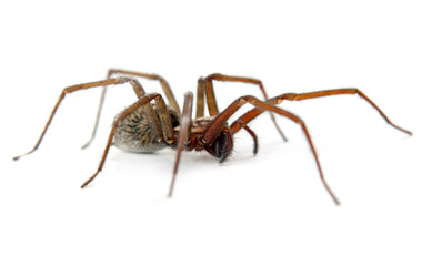 spider isolated