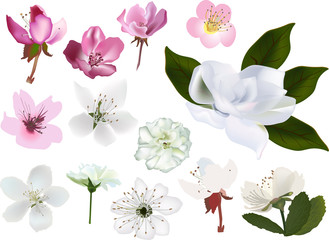 Fototapeta premium set of apple and cherry trees blossom isolated on white