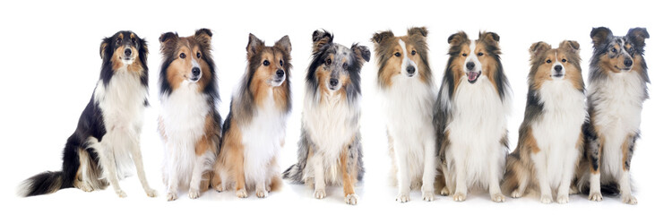 shetland dogs