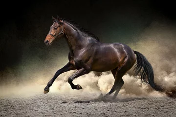 Fotobehang Black horse run gallop in dust desert © callipso88