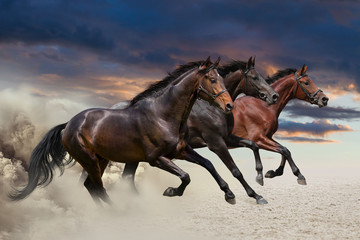 Horses running at a gallop along the sandy field