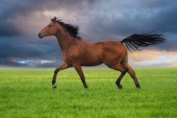 Dressage horse trotting on a grass against sunset sky