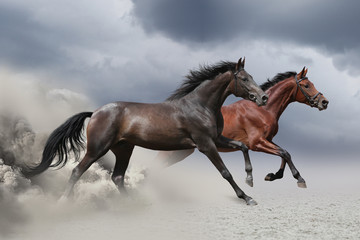 Obrazy na Szkle  Dwa konie biegnące galopem po piaszczystym polu