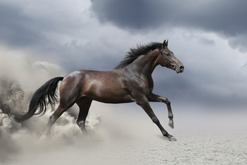 Fototapeta na wymiar Black horse run gallop in dust desert