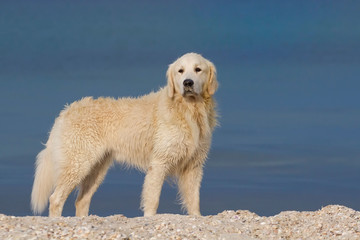 Golden retriever dog standing in sea shore