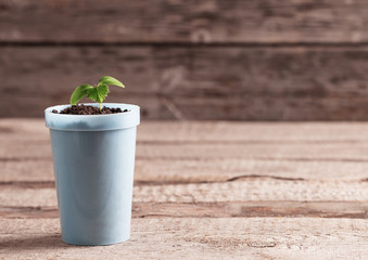 Young plant  in pot on wooden background