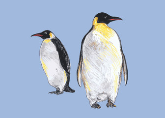 Hand colored drawing of penguins. Vector illustration