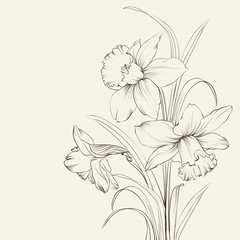 tied narcissus flowers isolated on white background - obrazy, fototapety, plakaty