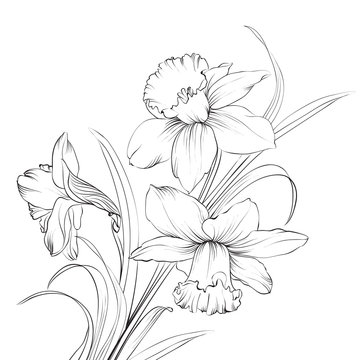 Daffodil flower or narcissus isolated on white.