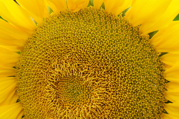 Sunflower pollen pattern