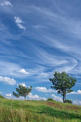 Синее небо с красивыми перистыми облаками и две сосенки