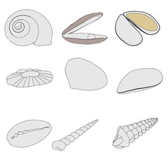cartoon image of sea shells