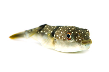 クサフグ-Takifugu niphobles © eyeblink