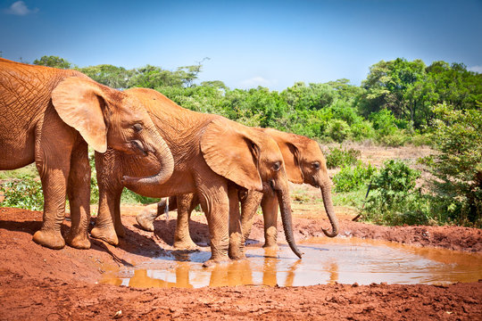 Fototapeta Elephants at the small watering hole in Kenya.