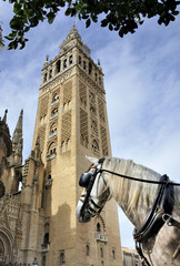 Naklejka na ściany i meble Horse in front of the Seville Cathedral