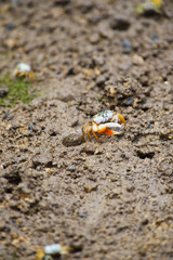 ヒメシオマネキ-Uca vocans