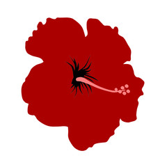 Hibiscus © Andreas Berheide