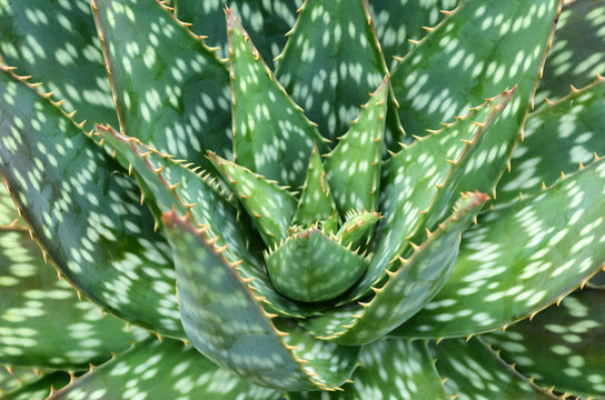 Aloe Vera plant