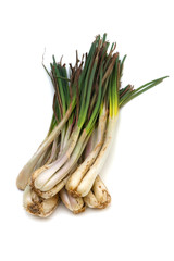 島らっきょう-Allium chinense