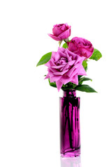Beautiful purple roses in purple glass vase