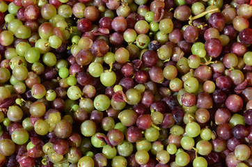 Wine making process