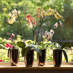 Moth Orchids in plantpots in window