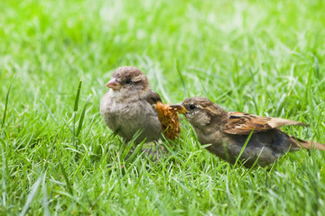 Female adult House sparrow feeding fly out nestling
