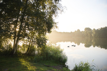 Sunrise and birchtrees at lake in summer
