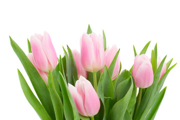 pink   tulips posy close up