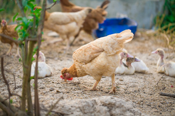 beautiful hen in farm