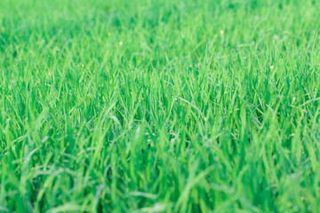 Green rice field background
