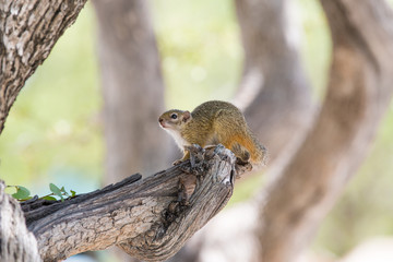 Squirrel in a tree