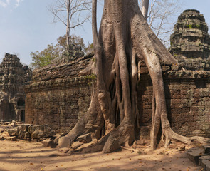 Ta Prohm, temple at Angkor, Cambodia