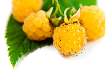 yellow raspberry