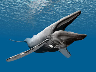 Humpback Whale