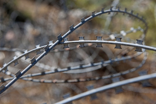 Stacheldrahthag, Libanon