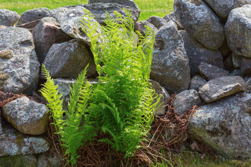 Fern