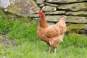 Free range brown hen