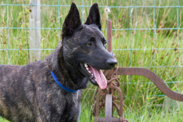 Alsatian dog on look out