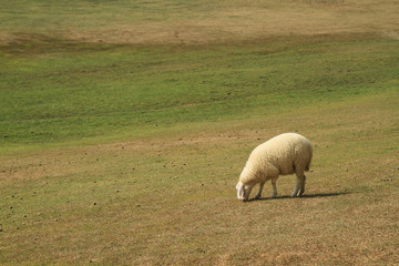 Sheep in green meadow