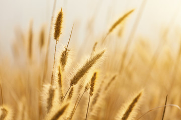A field of ripe rye against the rising sun