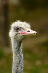 Ostrich